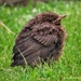 Fledge