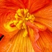 Begonia, Gift-Wrapped