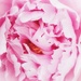Dreamy Peony