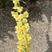 Toadflax