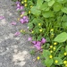 Fallen by the Wayside 