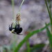 Proboscis
