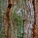 Weathered