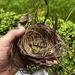 Bird’s Nest 