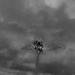 Standing firm against the gathering storm. Nature doesn’t ask for clear skies to grow.