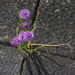 Chives