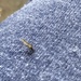 Finally! An Insect!