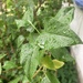 No Insect Just Raindrops
