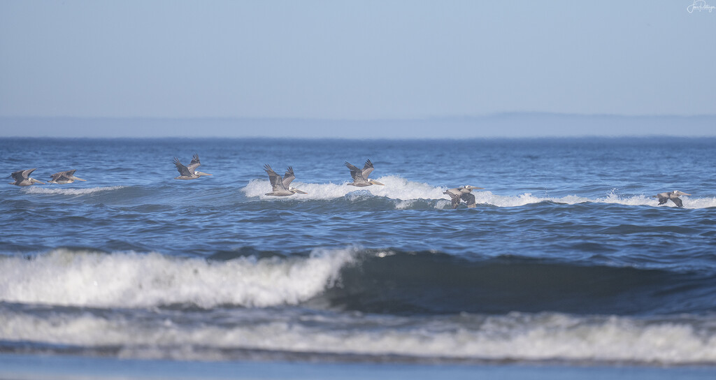 Pelican Skimming the Waves by jgpittenger