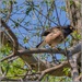 Mynah