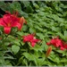 Lilies in the rain