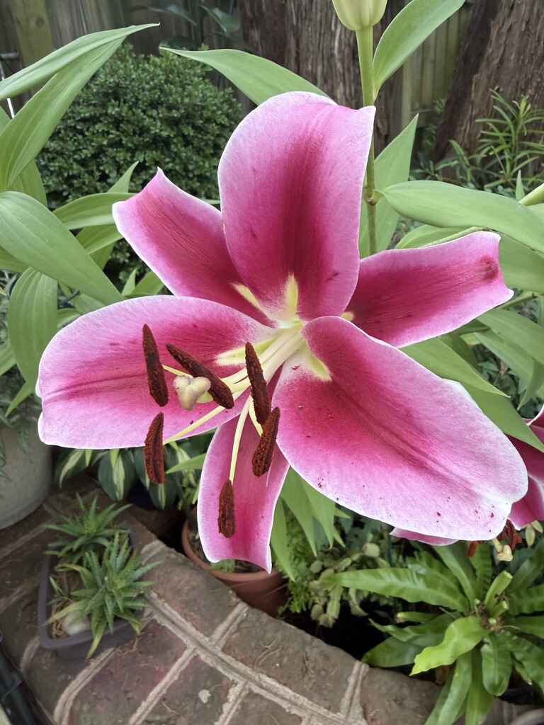 One Perfect Bloom by allie912