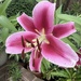 One Perfect Bloom