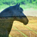 Dreaming of horses