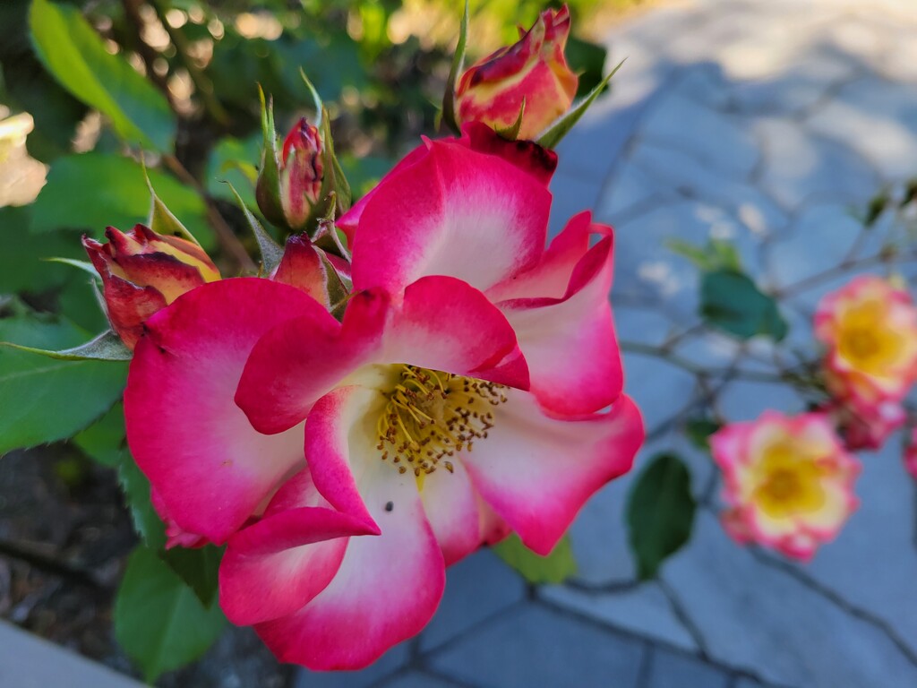 Rose and Friends by kimmer50