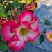 Rose and Friends