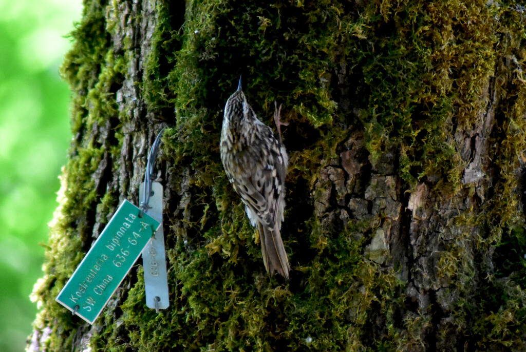 Brown Creeper went out for Chinese by stephomy