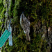 Brown Creeper went out for Chinese
