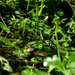 Lake Frog