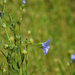 flax flower