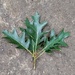 Leafy