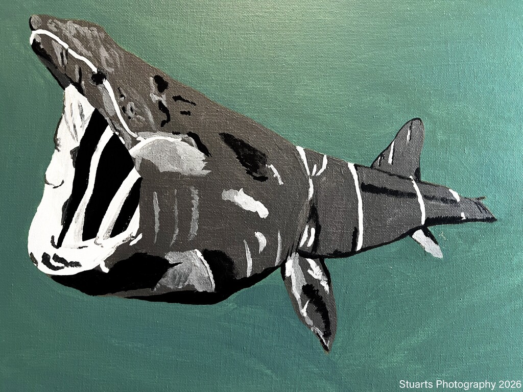 Basking shark (acrylic painting) by stuart46