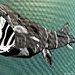 Basking shark (acrylic painting)