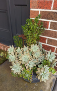 12th Jun 2026 - the front door plants