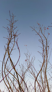 14th Jun 2026 - last leaves