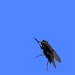 The fly