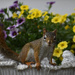 My Gardening Pal Red