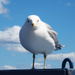 Larus