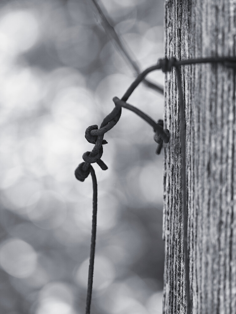 Sharp Contrast by juliedduncan