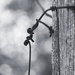 Sharp Contrast