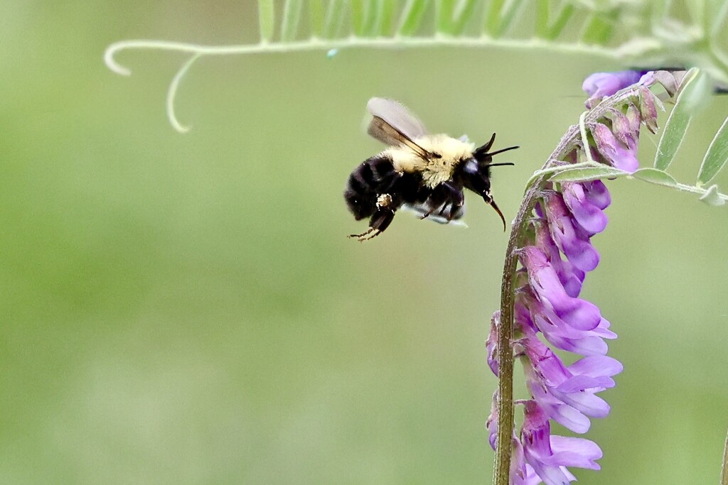 Bzzz by corinnec