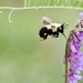 Bzzz