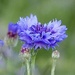 Cornflower