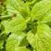 Hoverfly on ubiquitous lemon balm 