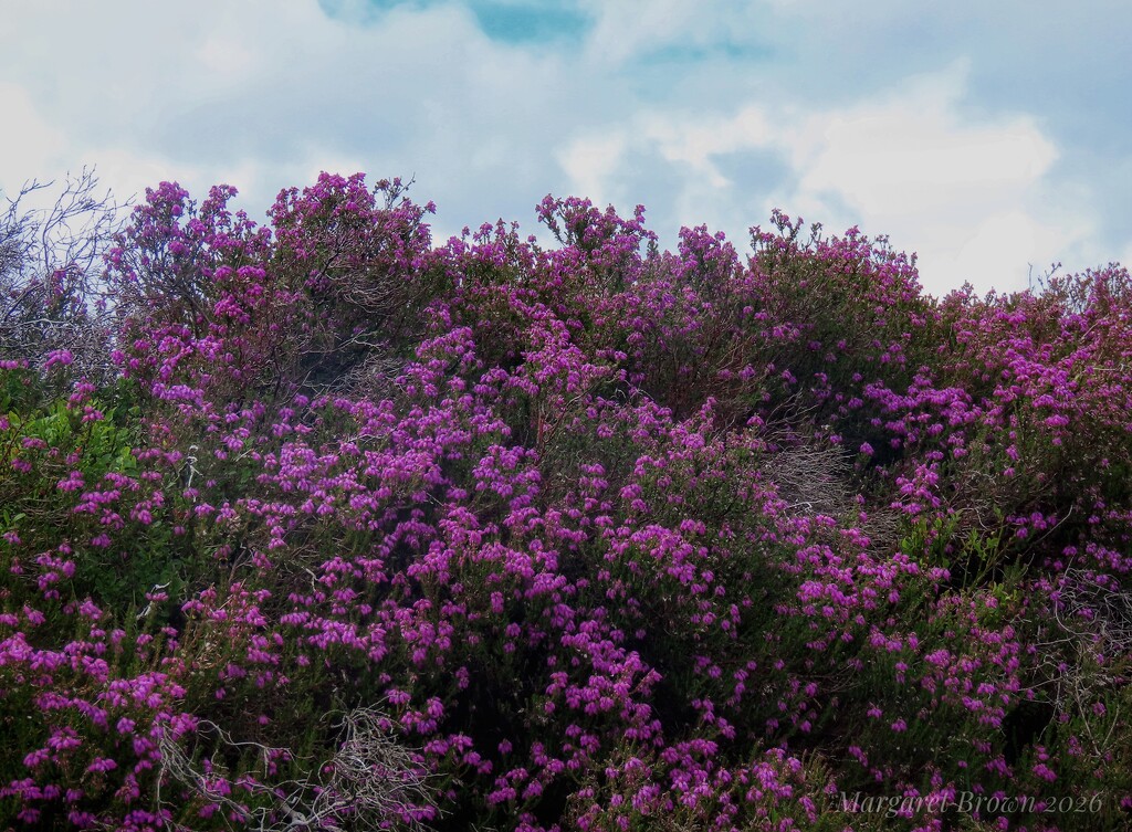 Bell Heather by craftymeg