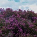 Bell Heather