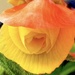 Sun Hat 