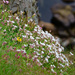 Clifftop Flowers