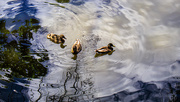 15th Jun 2026 - Ducks