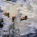 Ducks