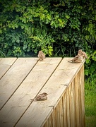 15th Jun 2026 - Juveniles.. 