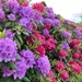 Rhododendrons
