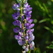 The Last of the Lupines