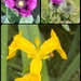 Wildflowers in local nature reserves