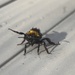 Bedraggled bee