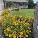 Ron’s sister’s day lilies.